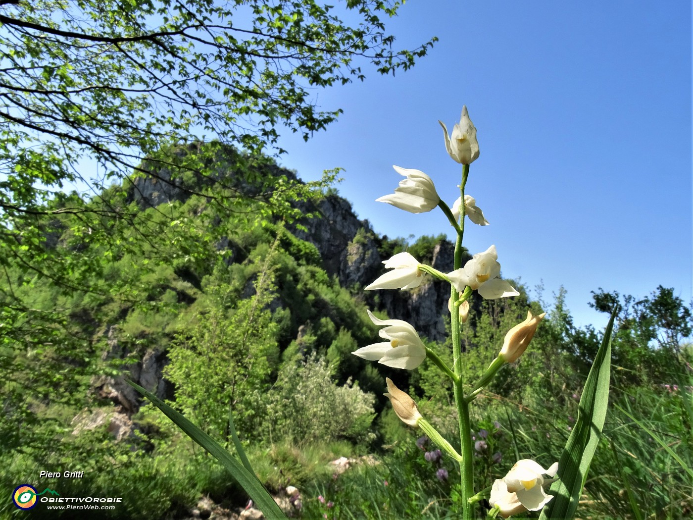 51 Cephalanthera longifolia (Cefalantera maggiore) con vista in Filaressa.JPG